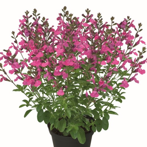 Salvia 'Visional Pink' - Salvei 'Visional Pink' P9/0,55L